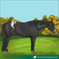 Horse Color:Black Appaloosa 