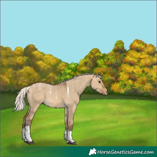 Horse Color:Powder White Silver Buckskin Dun Tobiano Varnish 