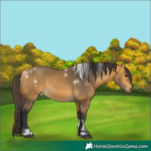 Horse Color:Powder White Buckskin 