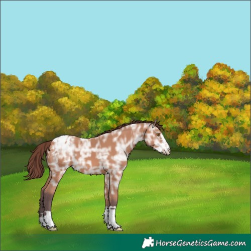 Horse Color:Chocolate Bay Ice Appaloosa 