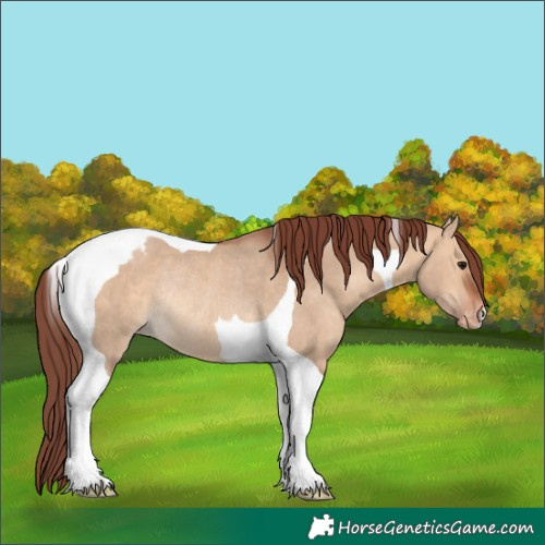 Horse Color:Chocolate Bay Dun Tobiano Varnish Rabicano 