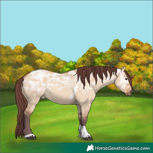 Horse Color:Chocolate Bay Ice Dun Tobiano Rabicano 