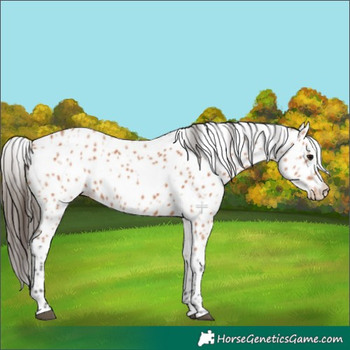 Horse Color:Bay Appaloosa 