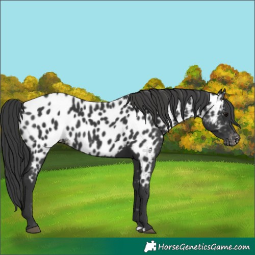 Horse Color:Black Appaloosa 