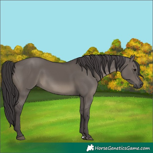 Horse Color:Smoky Grullo 