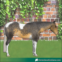 Horse Color:Silver Buckskin Tobiano Appaloosa 