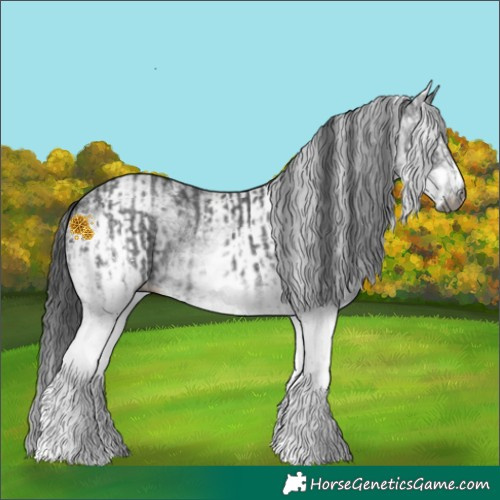 Horse Color:Gray White Spotted Black  and Gray White Spotted Black 