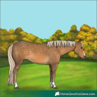 Horse Color:Chocolate Palomino 