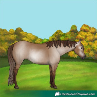 Horse Color:Gray Red Dun Rabicano 