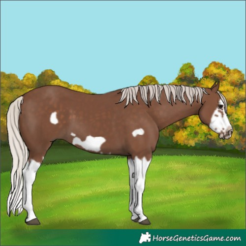 Horse Color:Silver Black Splash Frame 