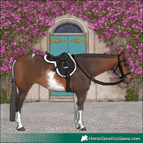 Horse Color:White Spotted Bay Tobiano 