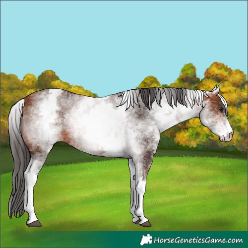 Horse Color:White Spotted Bay 