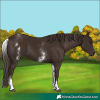 Horse Color:White Spotted Liver Chestnut 