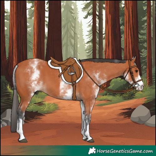 Horse Color:White Spotted Bay 