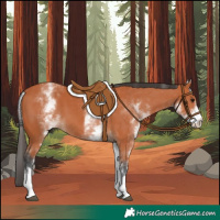 Horse Color:White Spotted Bay 