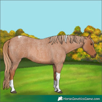 Horse Color:Red Roan Tobiano 