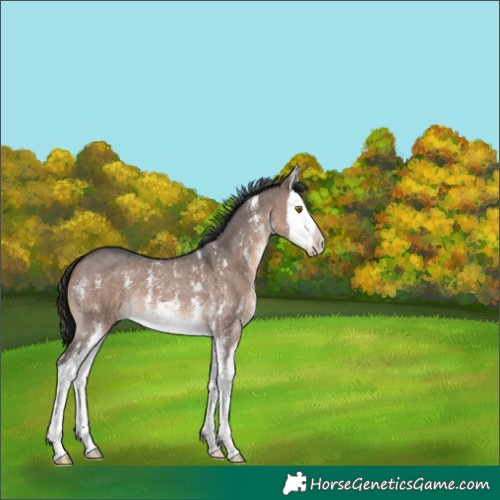 Horse Color:Brown Dun Mushroom Sabino Splash 