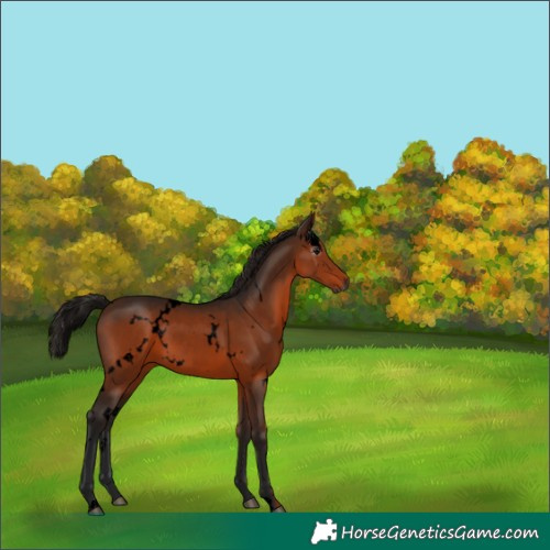 Horse Color:Gray Void White Spotted Bay 