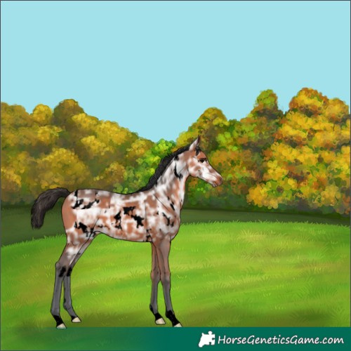 Horse Color:Void White Spotted Bay Ice 
