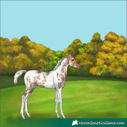 Horse Color:White Spotted Silver Brown Ice Tobiano 