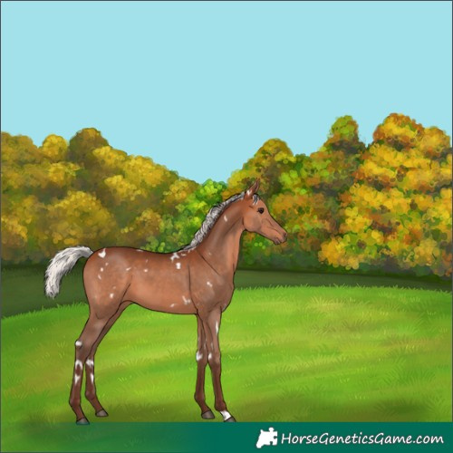 Horse Color:White Spotted Silver Bay 
