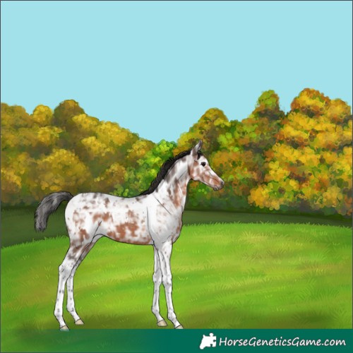 Horse Color:Gray White Spotted Bay Ice Tobiano 