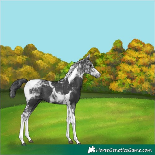Horse Color:Black Tobiano 