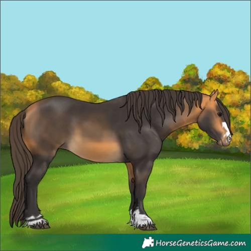 Horse Color:Buckskin 