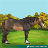 Horse Color:Buckskin 