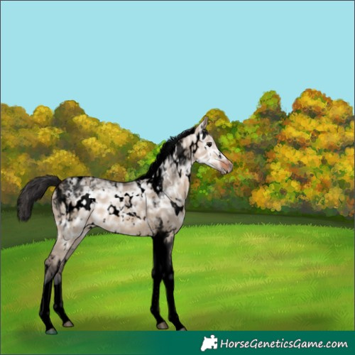 Horse Color:Void White Spotted Brown Ice Dun Tobiano 
