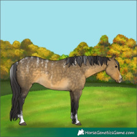 Horse Color:Powder White Buckskin Dun 
