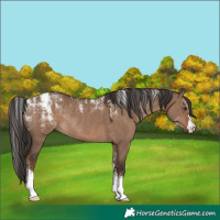 Horse Color:Powder White Liver Red Dun Rabicano 