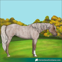 Horse Color:Silver Blue Roan 