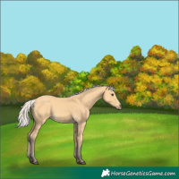 Horse Color:Silver Buckskin 
