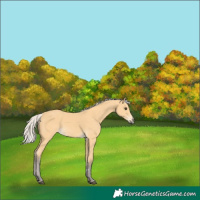 Horse Color:Silver Buckskin