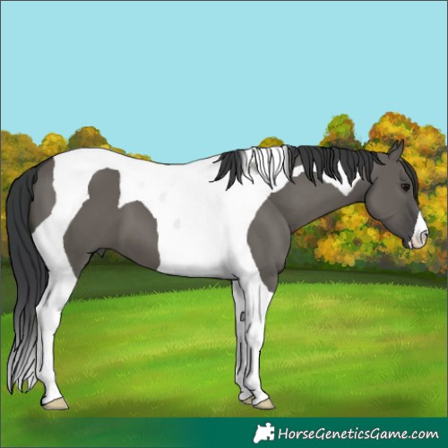 Horse Color:Grullo Tobiano 