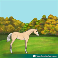 Horse Color:Silver Buckskin 