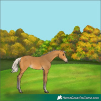 Horse Color:Silver Buckskin