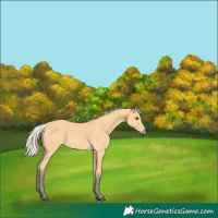 Horse Color:Silver Buckskin