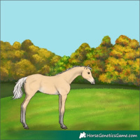 Horse Color:Silver Buckskin 