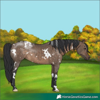 Horse Color:White Spotted Brown Dun Rabicano