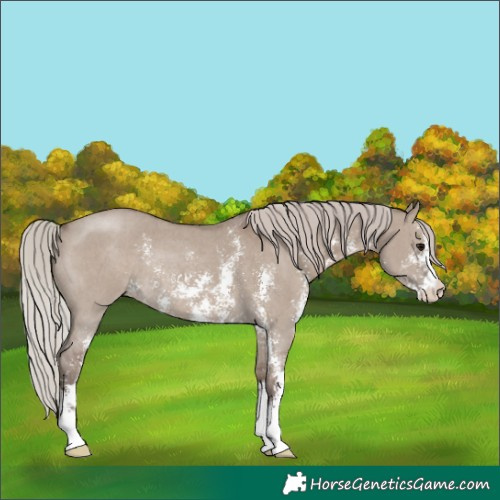 Horse Color:Silver Grullo Sabino Rabicano 