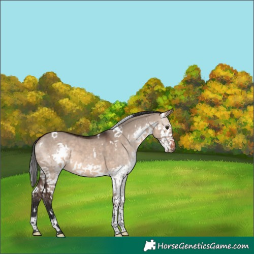 Horse Color:White Spotted Brown Dun Splash 