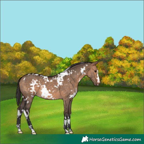Horse Color:White Spotted Bay Dun 