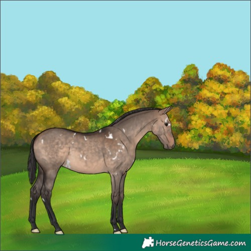 Horse Color:White Spotted Bay Dun 