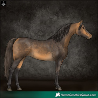Horse Color:Buckskin 