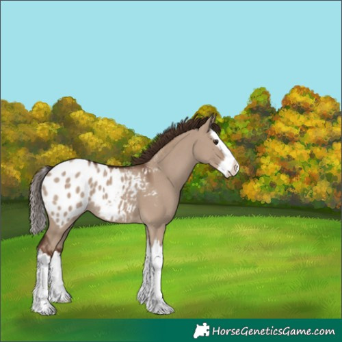 Horse Color:Liver Red Dun Splash Appaloosa 