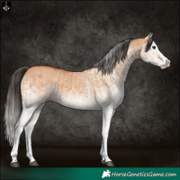 Horse Color:White Spotted Bay Dun Splash  and White Spotted Bay Dun Splash 
