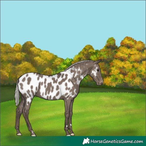 Horse Color:Silver Grullo Near Leopard 