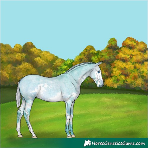Horse Color:Watercolor Silver Bay Roan Splash 